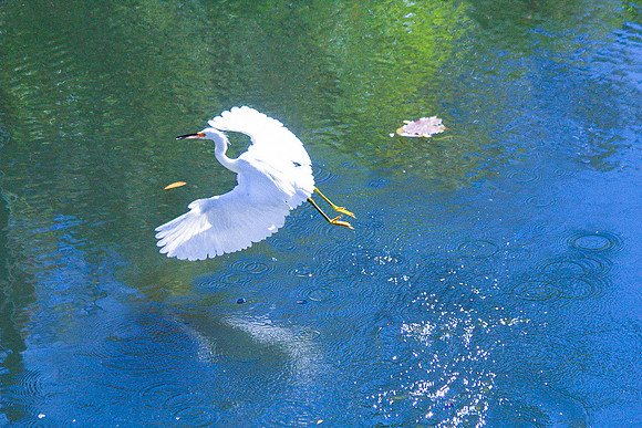 Winged Flight_22bde