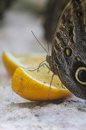 Citrus Wings_115e