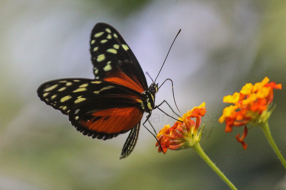 Winged beauty_1172