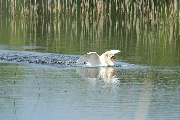 Graceful Swan_20c42