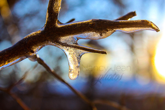 Frozen Branch_22154