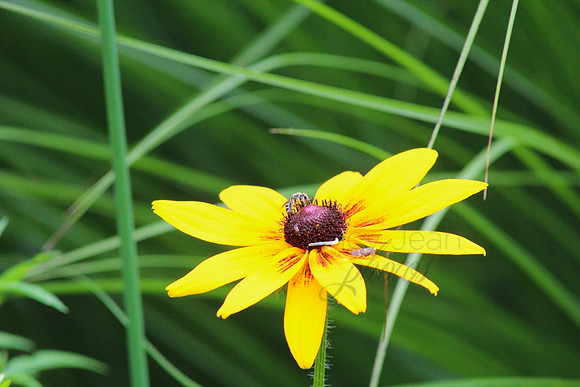 yellow beauty