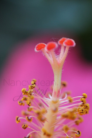 Flower_2aeda
