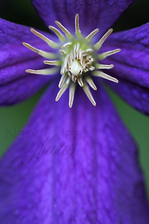 Purple beauty