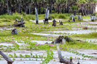 Beach flowers_2cc23