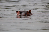 Nature/Wildlife
