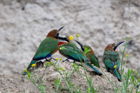 Flock of Feathers