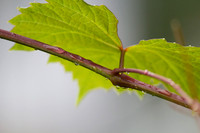 UnderLeaf