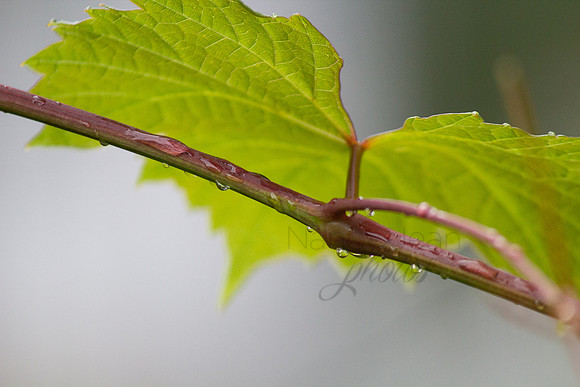 UnderLeaf