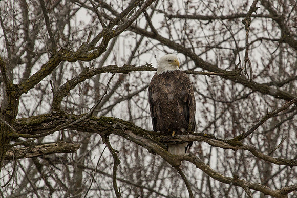 Eagle_7864