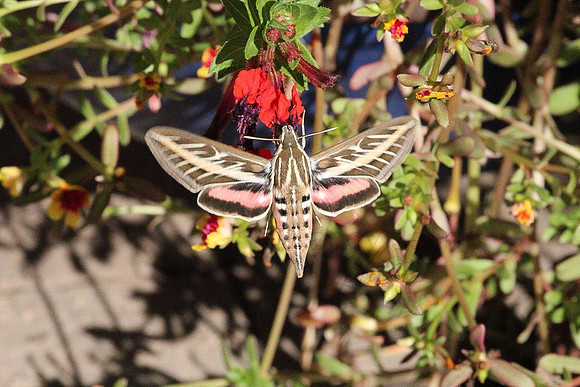 Butterfly Moth_143c5