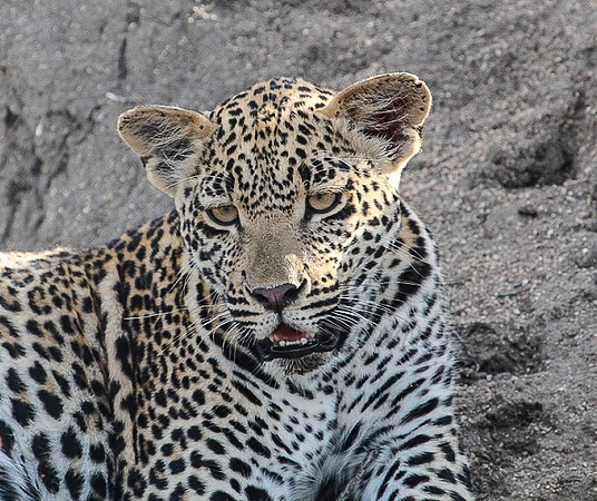 Leopard_2332c