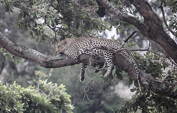 Resting Leopard_2325f
