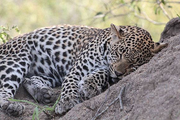 Sleeping spotted beauty_23319