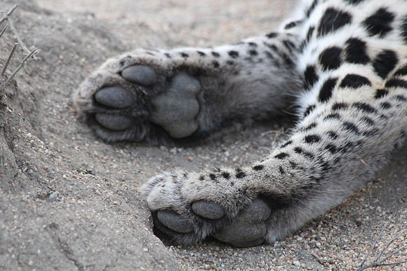Paws_23351