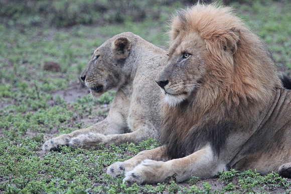 A regal pair_23471