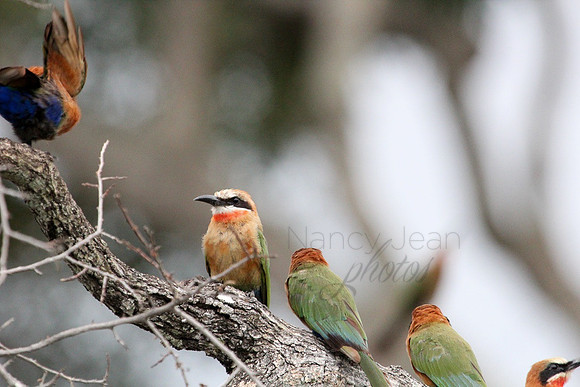Feathered Friends_25048