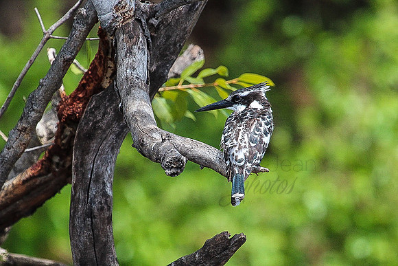 King Fisher South Africa_27620
