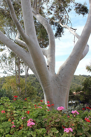 California Tree_28316