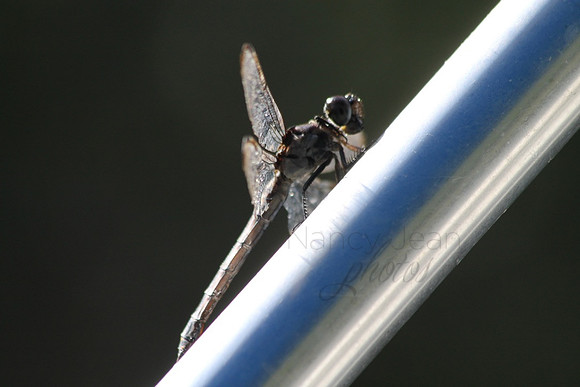 UNADJUSTEDNONRAW_thumb_27fe7