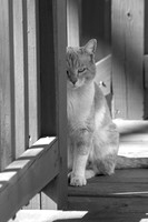 IMG_4065