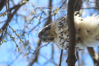 A Watchful Eye