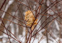 IMG_8859