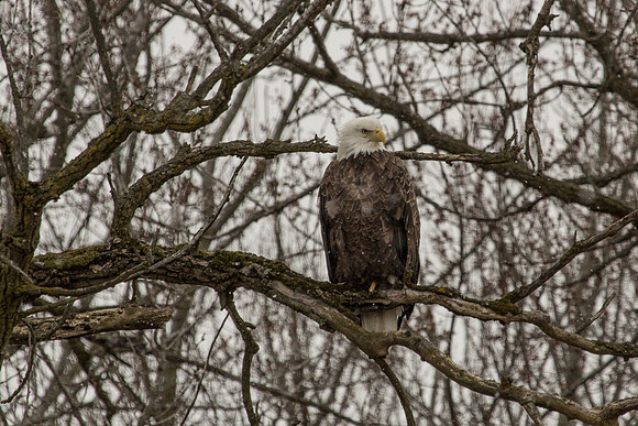 Eagle_7864